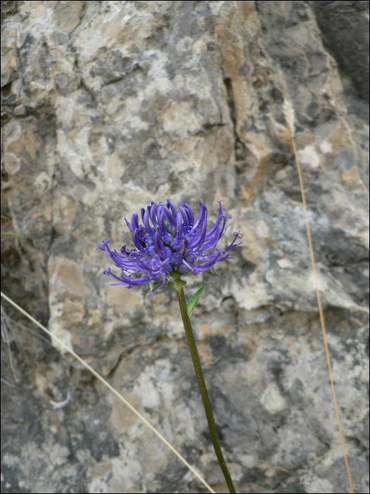 Phyteuma orbiculare L.