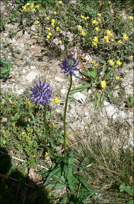 Phyteuma orbiculare L.