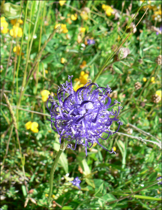 Phyteuma orbiculare L.