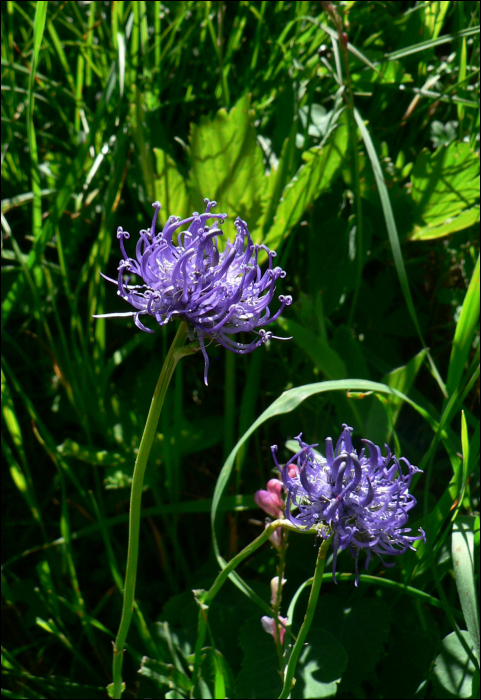 Phyteuma orbiculare L.