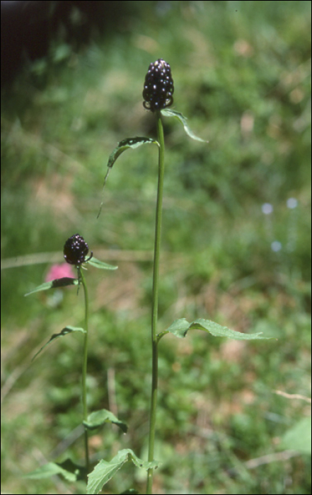 Phyteuma  ovatum (=Phyteuma halleri)