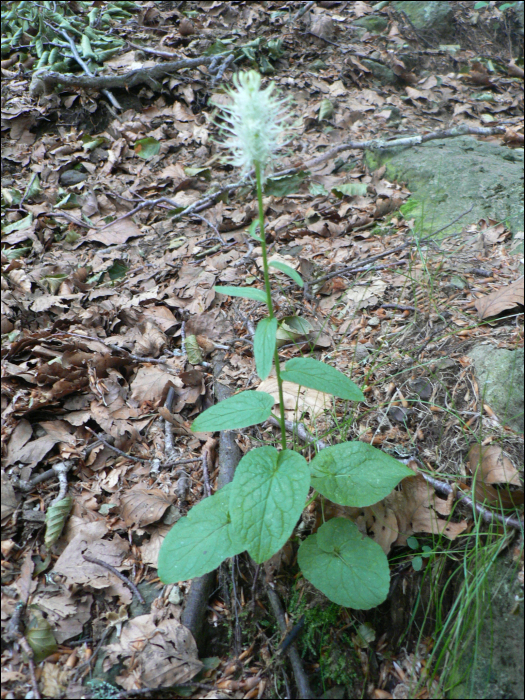 Phyteuma spicatum L.