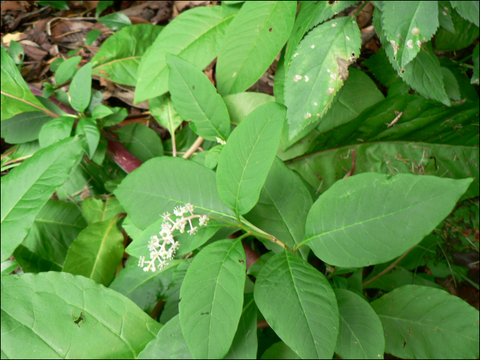 Phytolacca americana