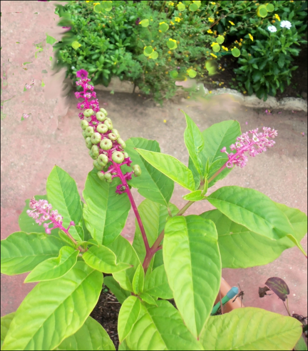 Phytolacca americana