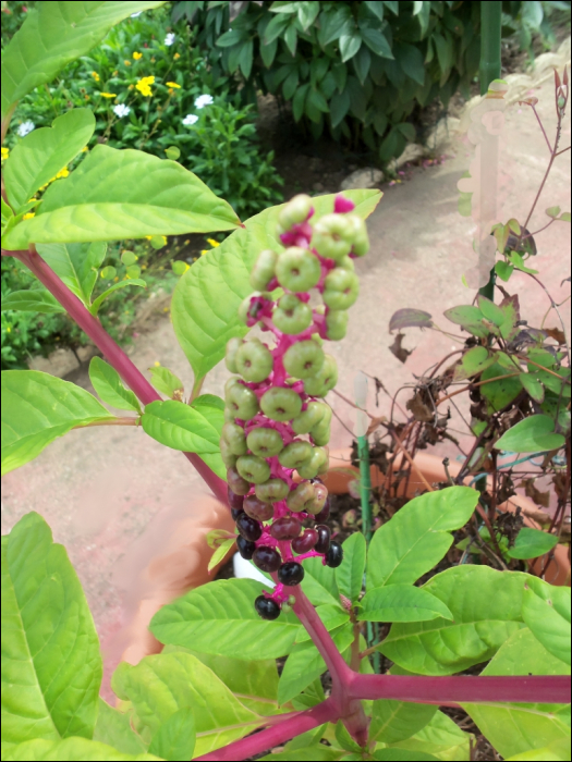 Phytolacca americana