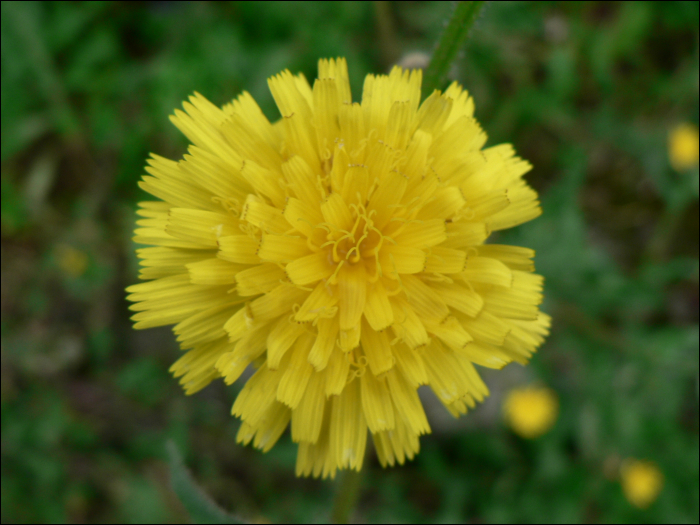 Picris echioides