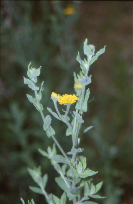 Picris echioides