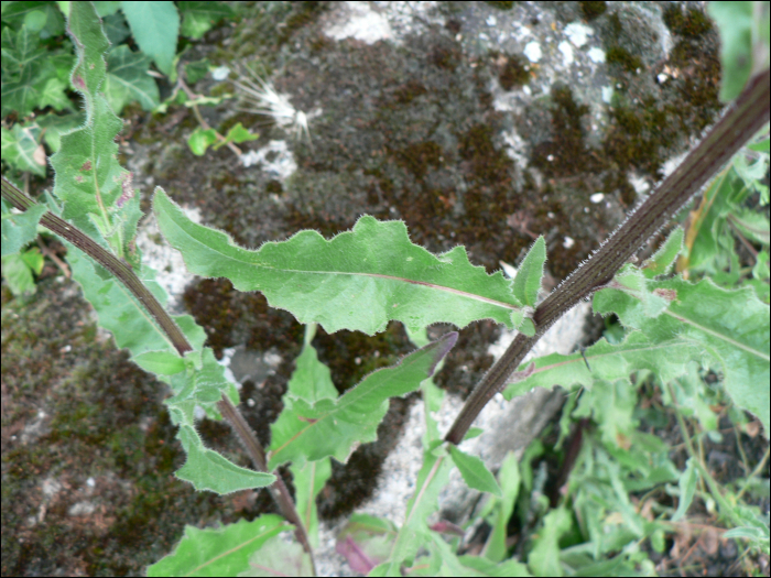 Picris echioides