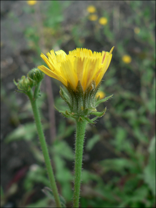 Picris echioides