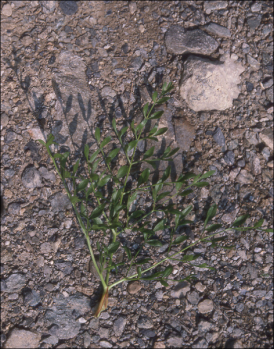 Pimpinella major (L.)