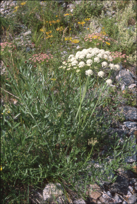 Pimpinella major (L.)