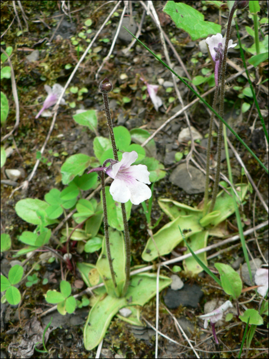 Pinguicula alpina