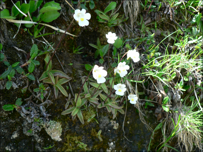 Pinguicula alpina