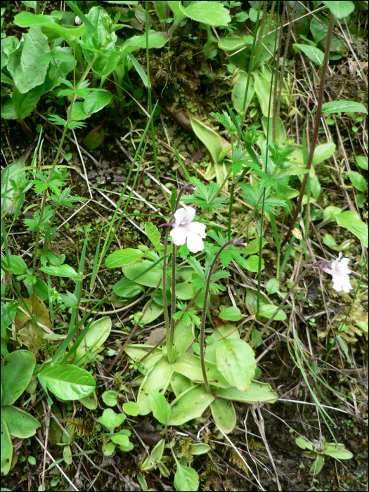 Pinguicula alpina