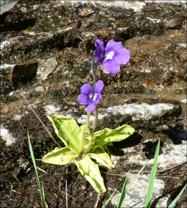 Pinguicula grandiflora