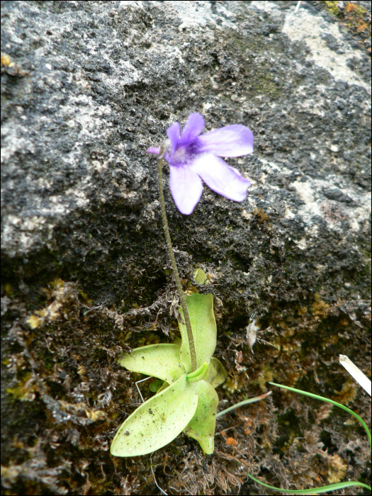 Pinguicula grandiflora