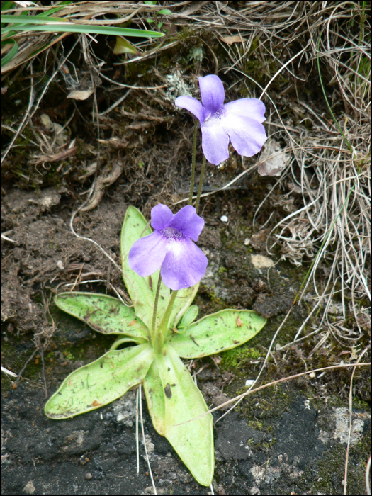 Pinguicula grandiflora