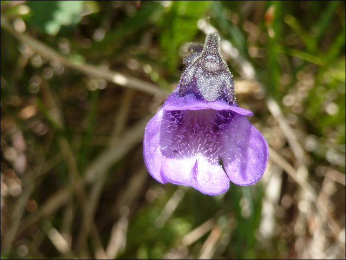 Pinguicula vulgaris Lamk.