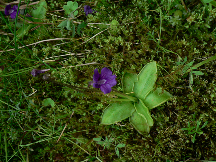 Pinguicula vulgaris Lamk.