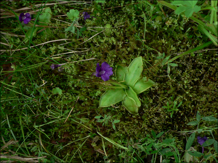 Pinguicula vulgaris Lamk.