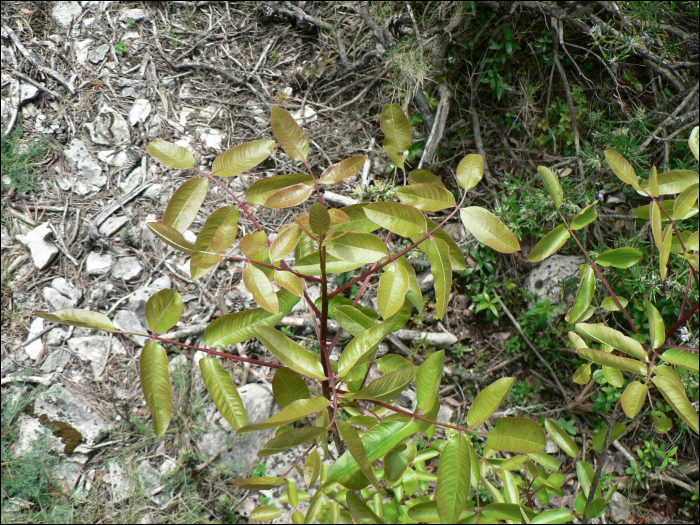 Pistachia terebinthus