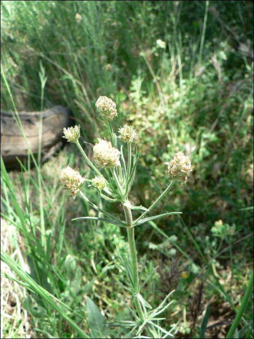 Plantago afra