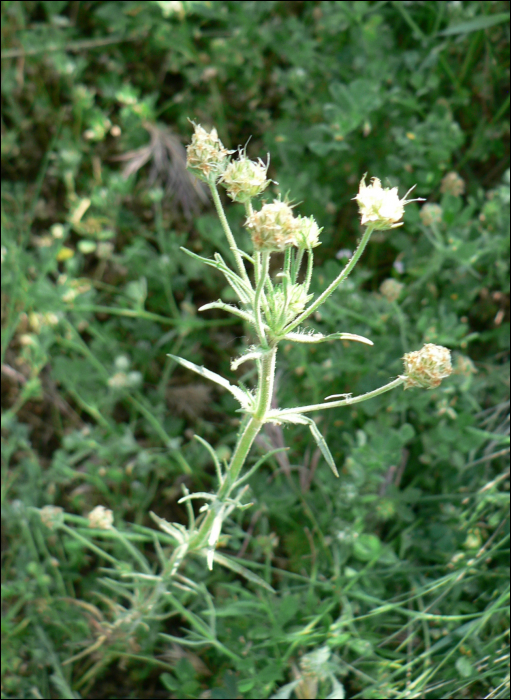 Plantago afra