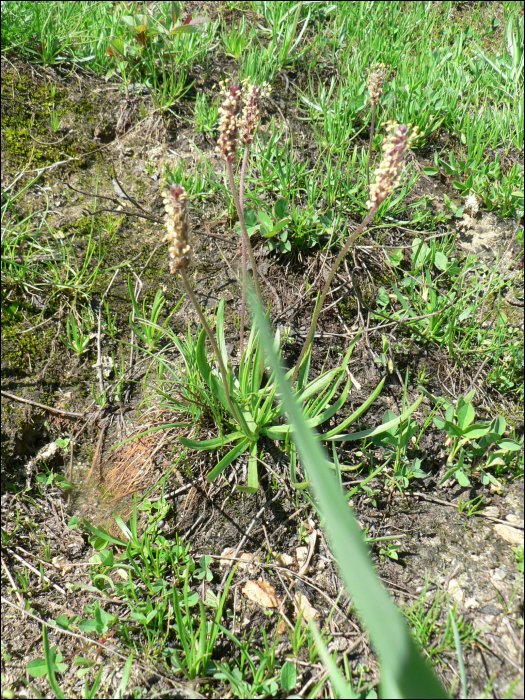 Plantago alpina L.