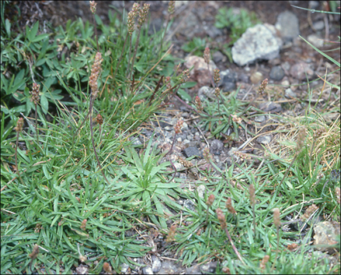 Plantago alpina L.