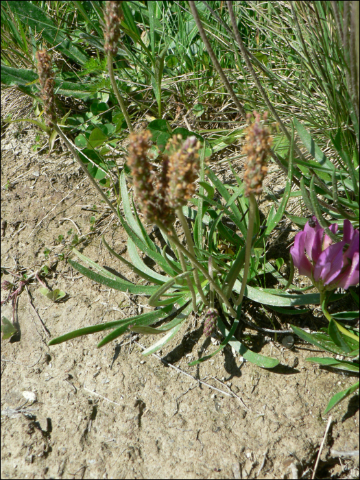 Plantago alpina L.