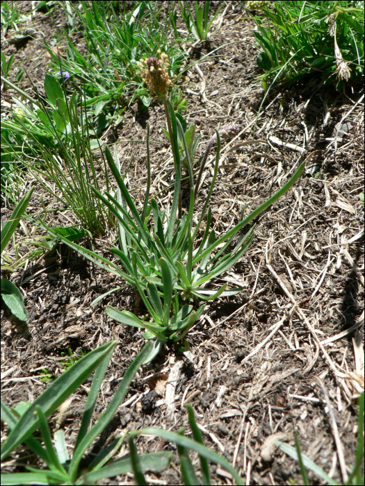 Plantago alpina L.