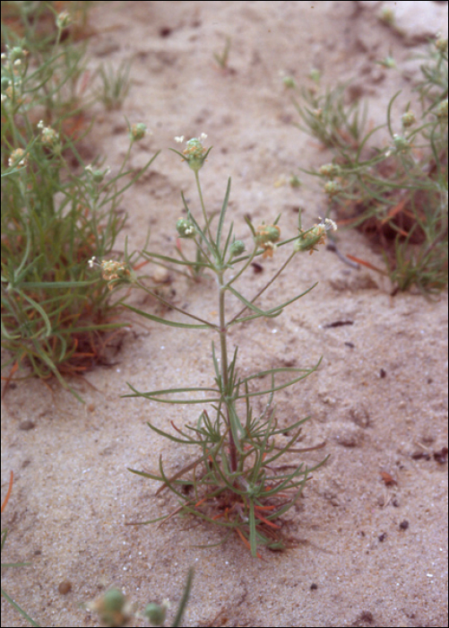 Plantago arenaria Waldst. (=P. cynops)