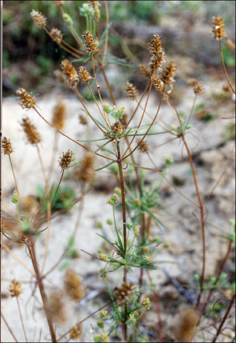 Plantago arenaria Waldst. (=P. cynops)