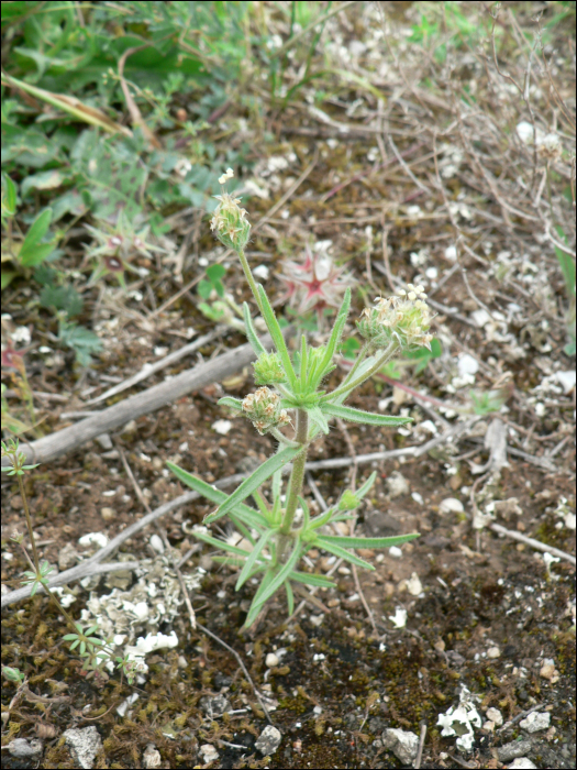 Plantago arenaria Waldst. (=P. cynops)