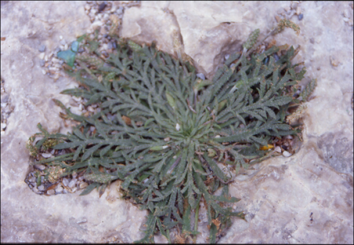 Plantago coronopus L.