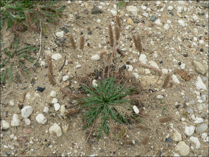 Plantago coronopus L.