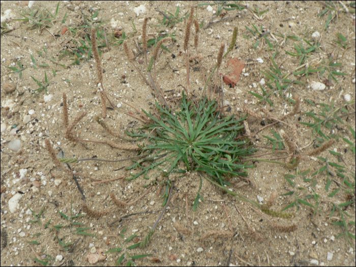 Plantago coronopus L.