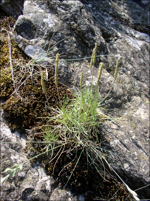 Plantago holosteum