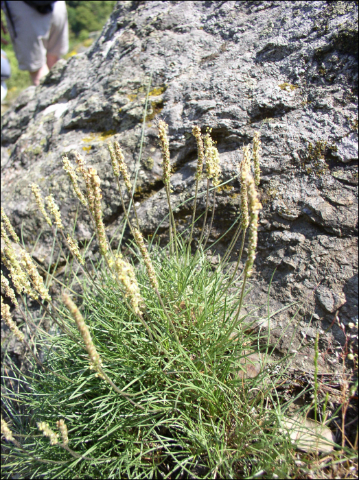 Plantago holosteum