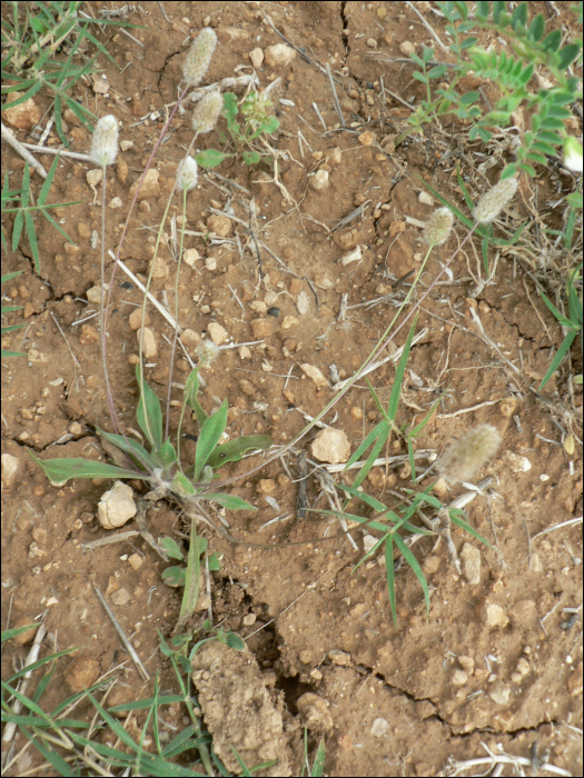 Plantago lagopus L.