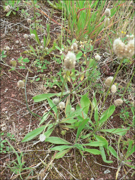 Plantago lagopus L.