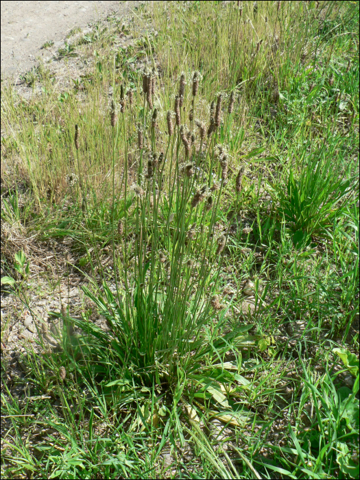 Plantago lanceolata L.