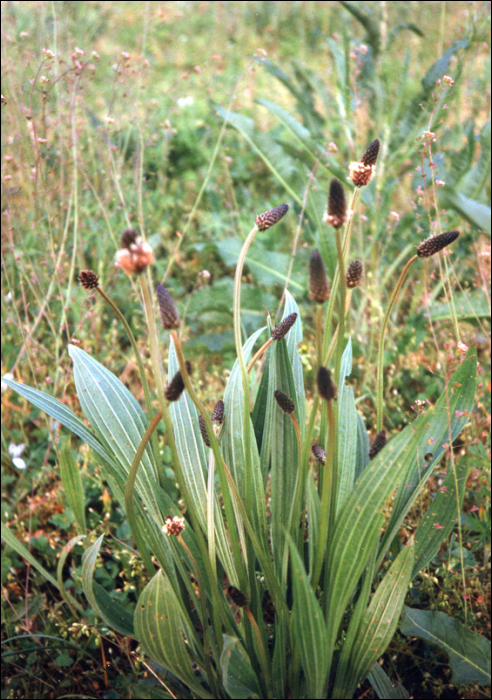 Plantago lanceolata L.