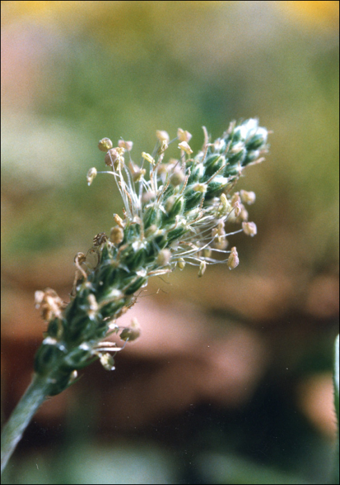 Plantago lanceolata L.