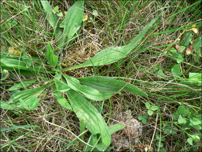 Plantago lanceolata L.