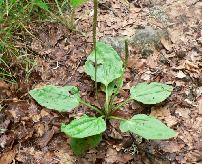 Plantago major L.