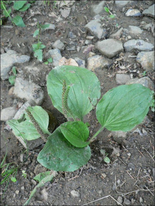 Plantago major L.