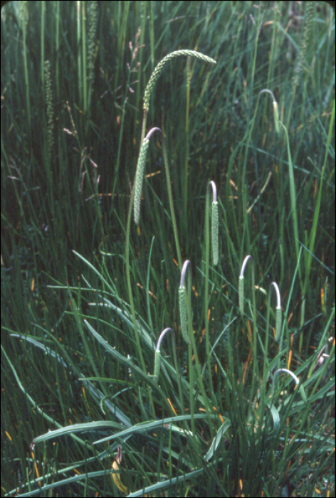 Plantago maritima L. (=P. serpentina)