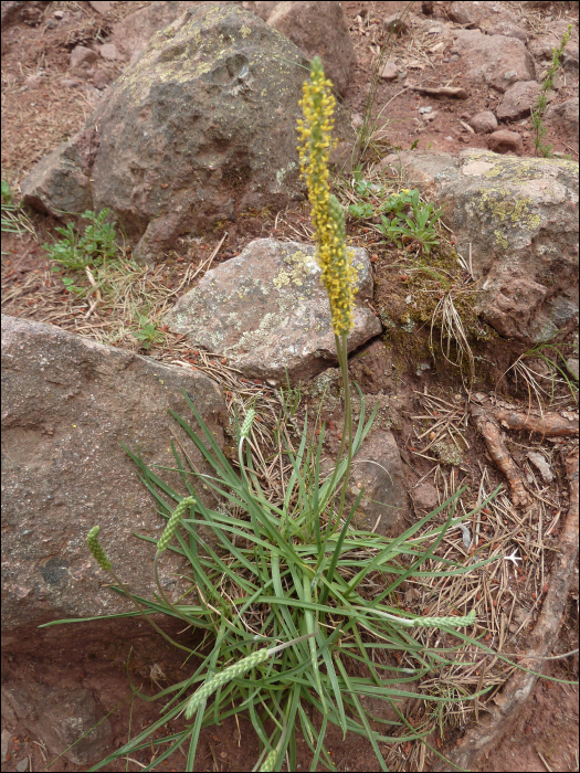 Plantago maritima L. (=P. serpentina)