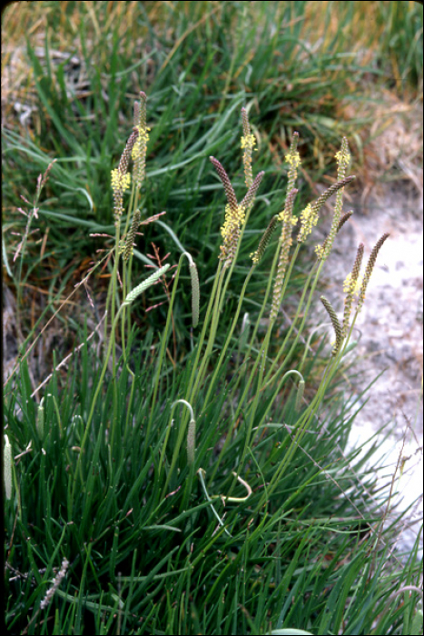 Plantago maritima L. (=P. serpentina)